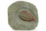 Rare, Kierarges Trilobites - Fezouata Formation #350441-1